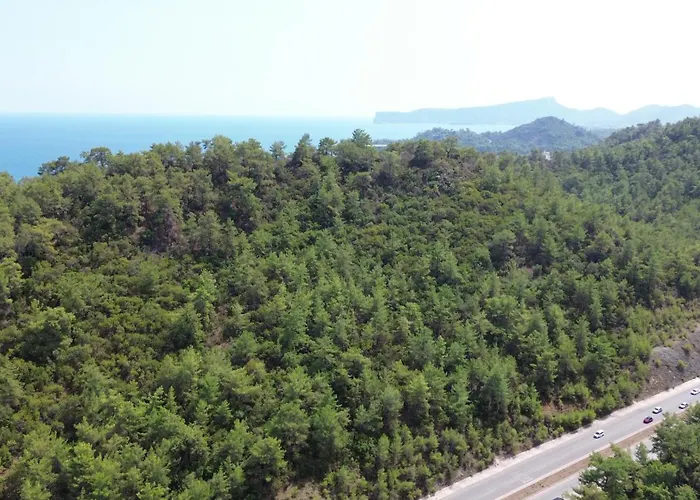 Palmiye كمر