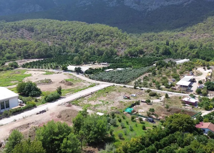 Palmiye