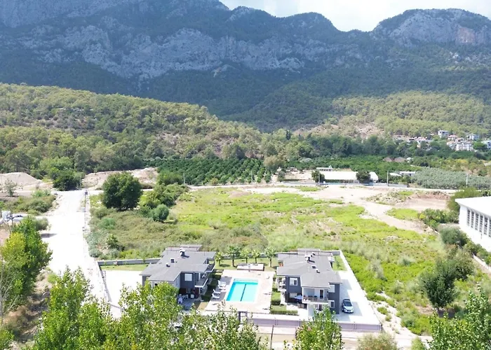 Palmiye *
