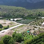 Palmiye