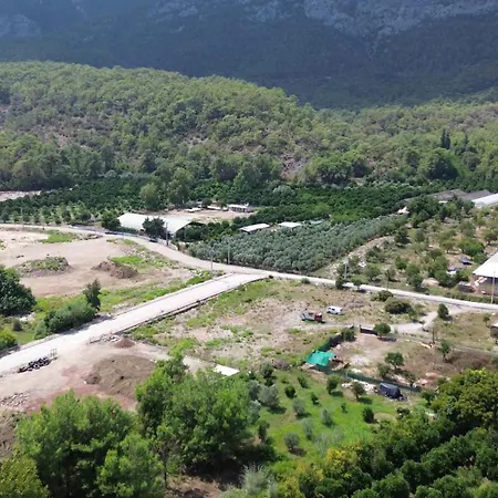 Palmiye